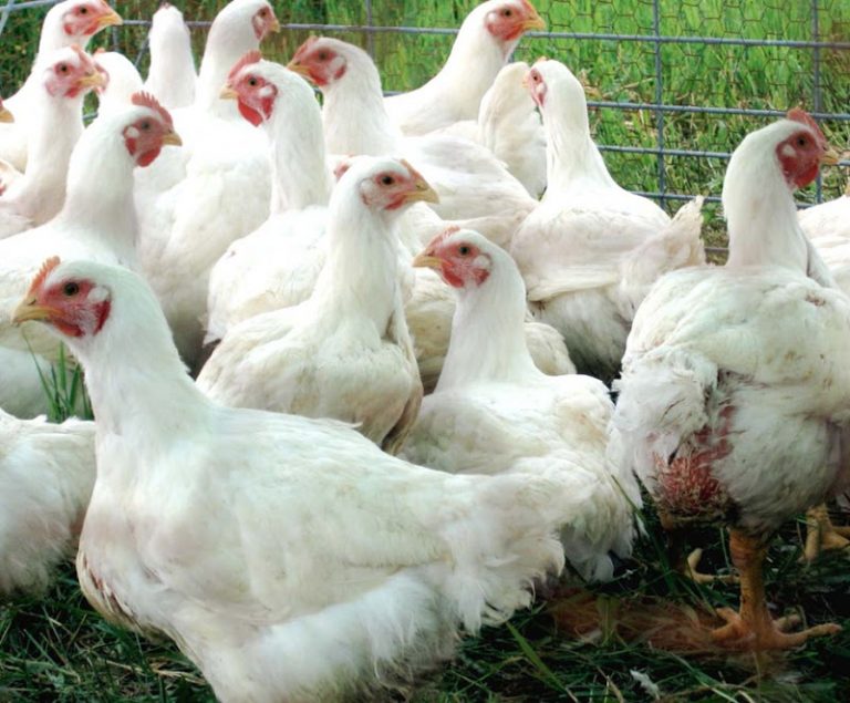 Safe Broiler Chicken (Live weight-1kg) – vetsheba